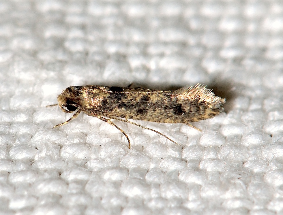Nuovi Microlepidotteri del 2012 - Niditinea fuscella
